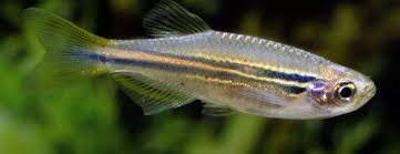 Blue Danio